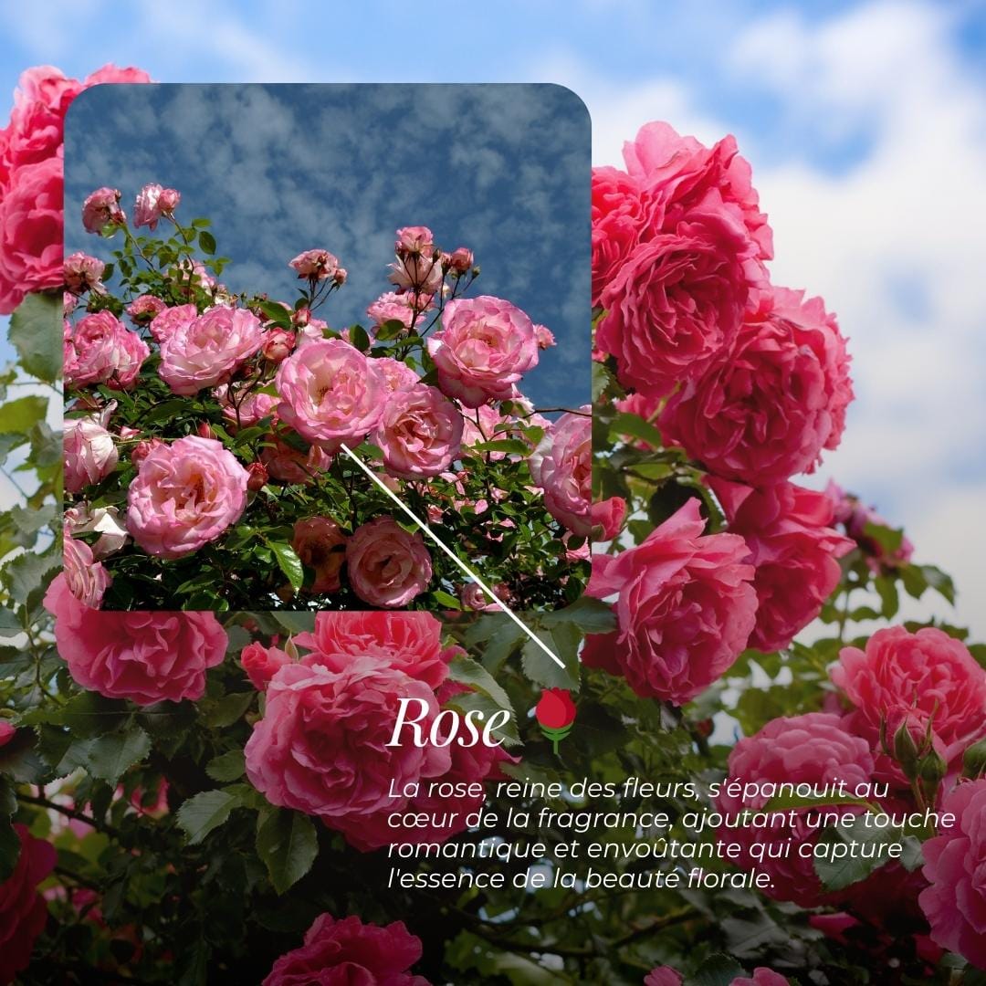 Savon Rose